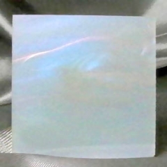 Abalone-P1600
